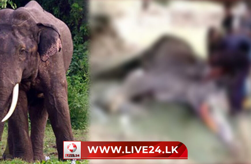භාතිය ඇතා ජීවිතක්ෂයට