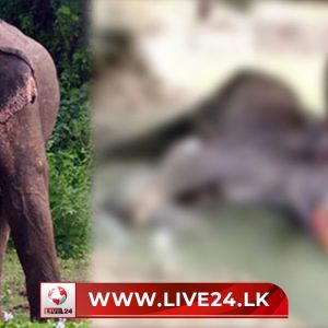 භාතිය ඇතා ජීවිතක්ෂයට